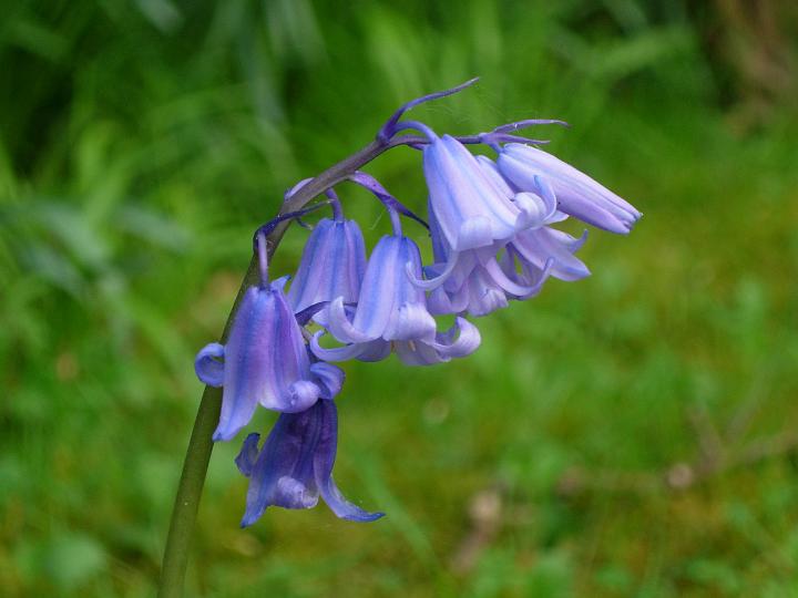 English_bluebell