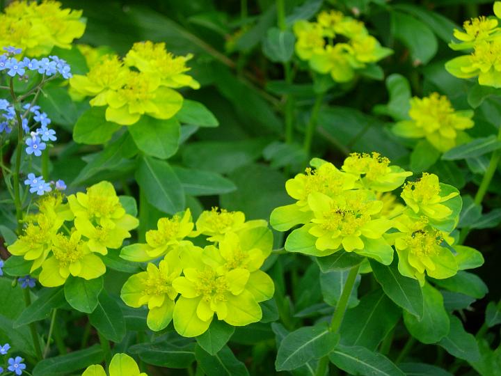 Golden_euphorbia