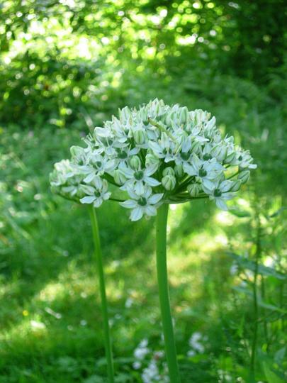 Allium_nigrum