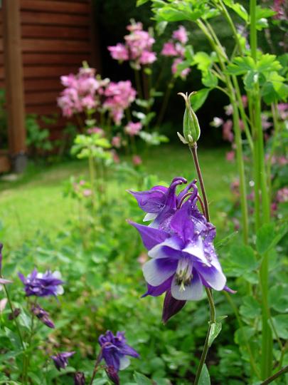 Aquilegia