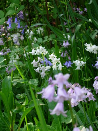 Bluebells