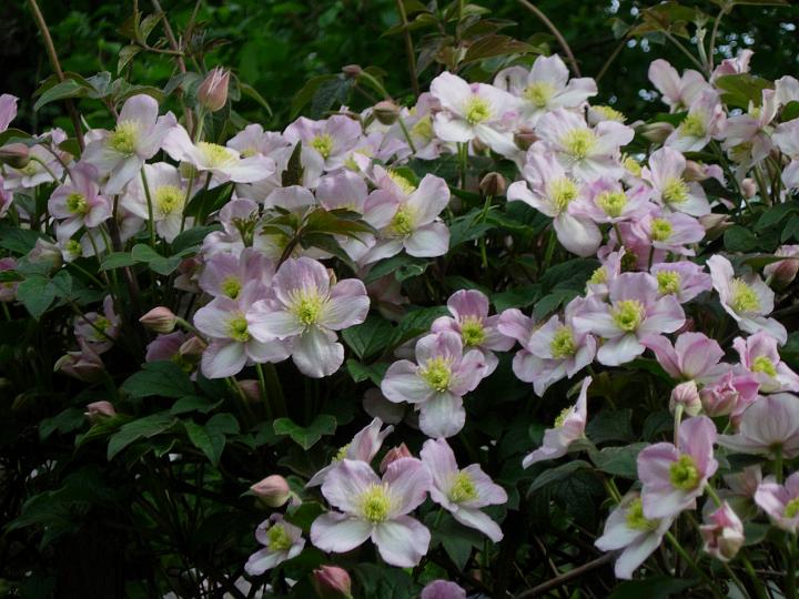 Clematis