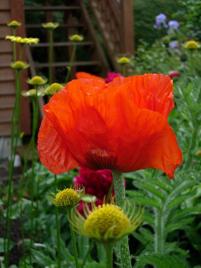 Poppy