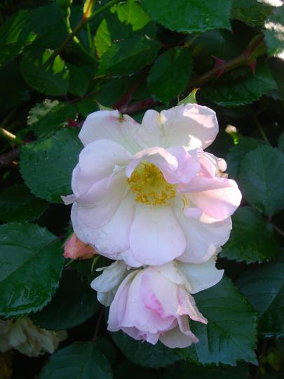 Shrub_rose(2)