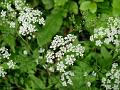 Cow_Parsley(2)