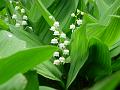 Lily_of_the_Valley