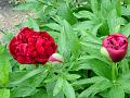 Paeonia